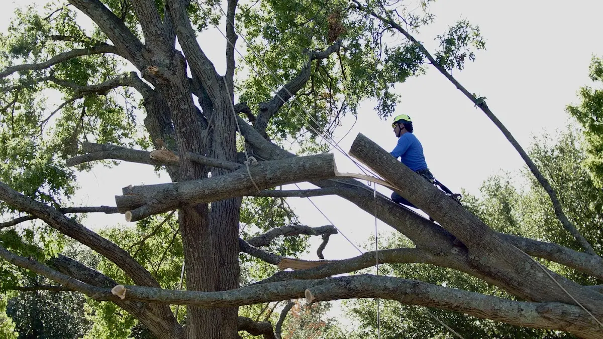 Professional Hazardous Tree Removal performed by certified arborists in Aline